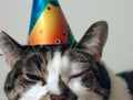 Cat wearing party hat, cute fluffy orange cat, kitty cat sitting in the floor, Portrait of a beautiful gray striped cat close up. Royalty Free Stock Photo