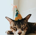 Cat wearing party hat, cute fluffy orange cat, kitty cat sitting in the floor, Portrait of a beautiful gray striped cat close up.