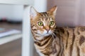 Portrait of a surprised domestic Bengal cat under the lights with a blurry background Royalty Free Stock Photo