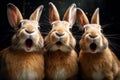 A portrait of three surprised funny red rabbits. Black background