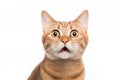 Portrait of a surprised ginger cat Royalty Free Stock Photo