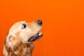 Portrait of surprised golden retriever labrador big eyes on a carrot background.copy space Royalty Free Stock Photo