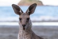 Portrait of a surprised kangaroo, open mouth, moving ears, at the beach in front of the ocean. Portrait picture expressing emotion