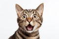 Portrait of a surprised tabby cat