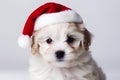 Portrait of sute small white puppy in Santa Claus Christmas red hat on light background