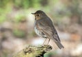 Portrait of Swainson`s Thrush bird, Ontario Royalty Free Stock Photo