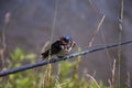 Portrait of a swallow sitting on a reed Royalty Free Stock Photo