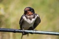 Portrait of a swallow sitting on a reed Royalty Free Stock Photo