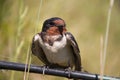 Portrait of a swallow sitting on a reed Royalty Free Stock Photo