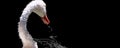 Portrait of a swan on black background. Alive bird with water drops falling from its beak. White swan isolated. Wildlife Royalty Free Stock Photo