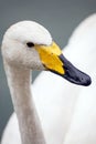 Portrait of a swan close-up. Head and neck of white swan on a background of the water surface Royalty Free Stock Photo