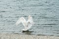 Swan Deploying his wings in the lake back view Royalty Free Stock Photo