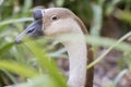 Portrait of a Swan Goose Anser cygnoides Royalty Free Stock Photo