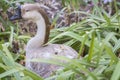 Portrait of a Swan Goose Anser cygnoides Royalty Free Stock Photo