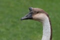 Portrait of a swan goose Royalty Free Stock Photo