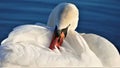Portrait of swan on the lake with beautiful wings close detail Royalty Free Stock Photo