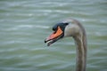Portrait swan on Lake Constance