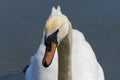 Close up of the head of a Mute Swan