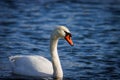 portrait of a swan with water dripping from its beak Royalty Free Stock Photo