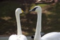 A Portrait of Swans or water fowl in the river pond floating in the middle of the plants and looking backwards in the camera Royalty Free Stock Photo