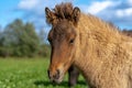 Portrait of a sweet and adorable Icelandic horse foal glowing in yellow sunlight Royalty Free Stock Photo