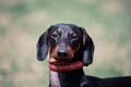 Portrait of sweet black and tan Duchshund dog on green background with look right to the camera, clever and attentive. Royalty Free Stock Photo