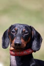 Portrait of sweet black and tan Duchshund dog on green background with look right to the camera, clever and attentive. Royalty Free Stock Photo