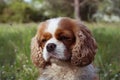 PORTRAIT SWEET CAVALIER KING CHARLES DOG AGAINT DEFOCUSED GREEN GRASS