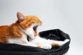 Portrait of sweet funny red and white cat yawning and lying on black studio reflector Royalty Free Stock Photo