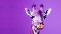 Portrait of a sweet giraffe on a purple background