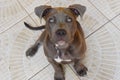 Portrait of a sweet gray american bully puppy