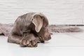 portrait sweet labrador dog puppy lie on the floor