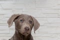 portrait sweet labrador dog puppy
