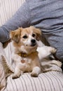 Portrait of sweet little mixed breed dog in next to his owner on bed, couch and sofa is posing for photo shoot, close up. Royalty Free Stock Photo