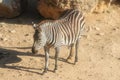 portrait of sweet posing zebra