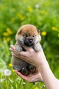 Portrait of adorable two weeks old shiba inu puppy in the hands of the owner in the buttercup meadow Royalty Free Stock Photo