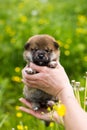 Portrait of sweet two weeks old shiba inu puppy in the hands of the owner in the buttercup meadow Royalty Free Stock Photo