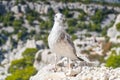 portrait of sweet seagull. Seagull looking to lens Royalty Free Stock Photo