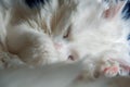 Portrait of sweet sleep white cat Royalty Free Stock Photo