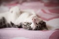 Portrait of sweet sleep white-gray kitten Royalty Free Stock Photo