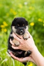 Portrait of sweet two weeks old shiba inu puppy in the hands of the owner in the buttercup meadow Royalty Free Stock Photo