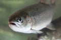 River trout swimming in water