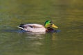 Portrait of swimming male mallard duck Anas platyrhynchos Royalty Free Stock Photo