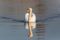 Portrait of swimming mirrored mute swan Cygnus olor