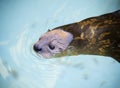 A Portrait of a Swimming River Otter