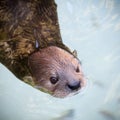 A Portrait of a Swimming River Otter