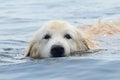 Portrait of sympathetic swimming golden retriever dog