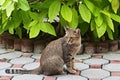 Portrait of tabby brown cute cat in park by tree Royalty Free Stock Photo