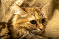 Portrait of a tabby cat close-up. A pet is a family favorite Royalty Free Stock Photo