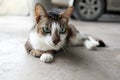 Portrait of tabby cat with green eyes